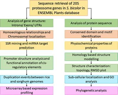 Frontiers Structural And Functional Characteristics And Expression