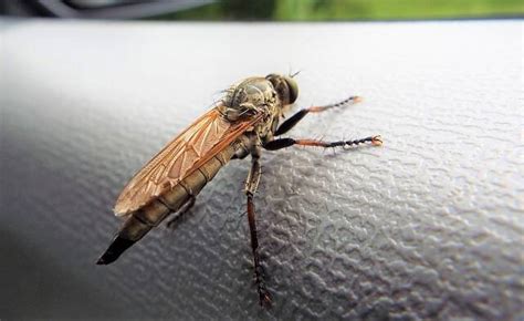 【アウトドアに行く前に知っておくべきこと】マダニ、ハチetc…山の生物に刺されたり噛まれたときの対処法 With Class 講談社公式