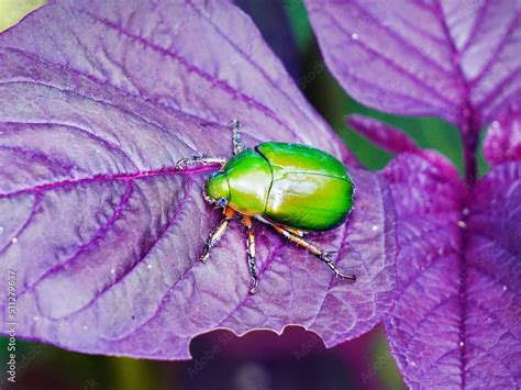 Beautiful Green Beetle Heterorrhina Elegans Crawling On An Amaranth