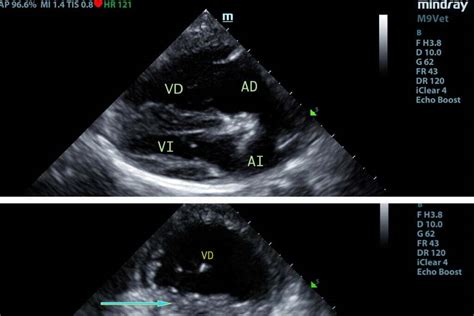 Ecocardiografía Doppler • Sonovet