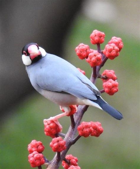 ブンチョウ 文鳥 Java Sparrow Java Finch Java Rice Sparrow Java Rice Bird