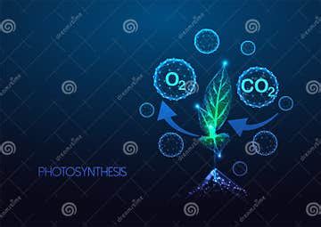 Concept of Photosynthesis, Carbon Cycle in Plants with CO2 Absorption and Oxygen Release Diagram ...