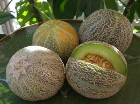 Дыня Гуляби - описание, фото, как выбрать спелую и вкусную