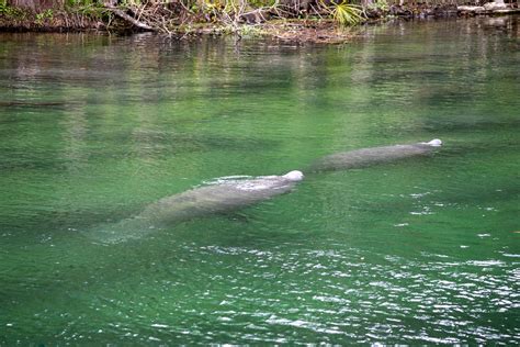 10 Awesome Crystal River Manatee Tours - Uprooted Traveler