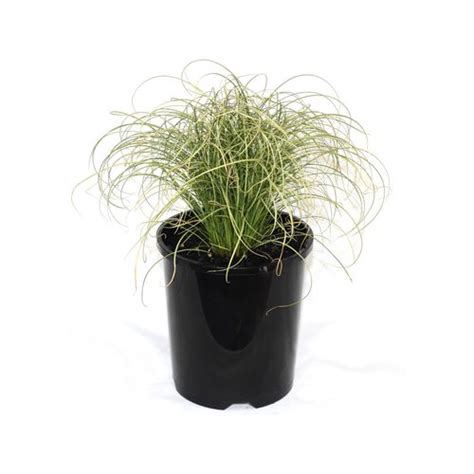 140mm Carex Frosted Curls Carex Albula Bunnings Australia