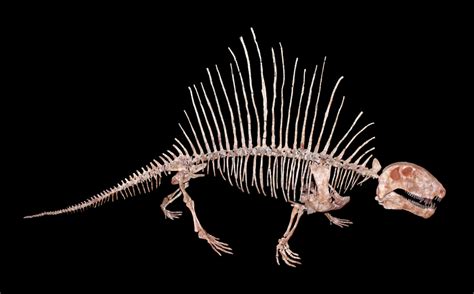 La Tafonomía del fósil Dimetrodon revelando secretos del pasado