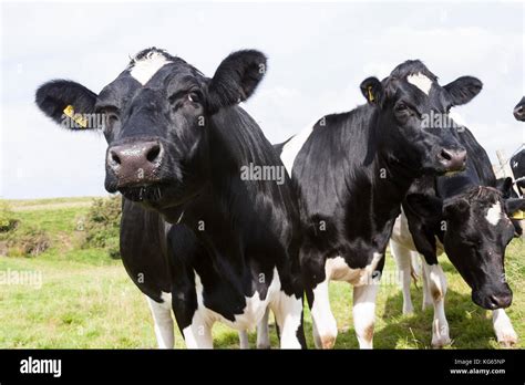 holsteinfriesian dairy cows  field stock photo alamy
