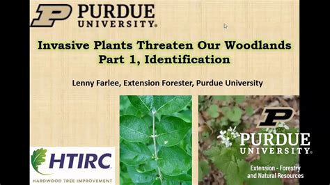 Invasive Plants Threaten Our Forests Part 1 Invasive Plant Species