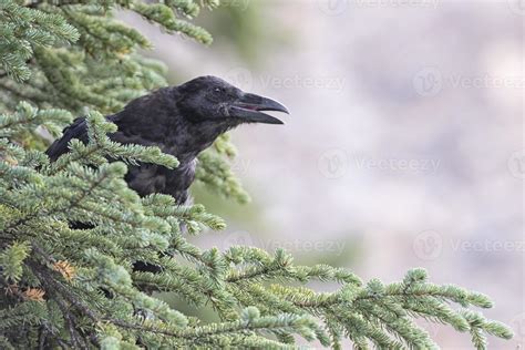 Raven on a tree 17232812 Stock Photo at Vecteezy