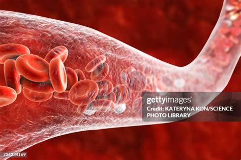 Blood Vessel With Blood Cells Illustration High Res Vector Graphic