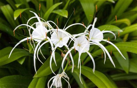 Hymenocallis Littoralis Beach Spider Lily