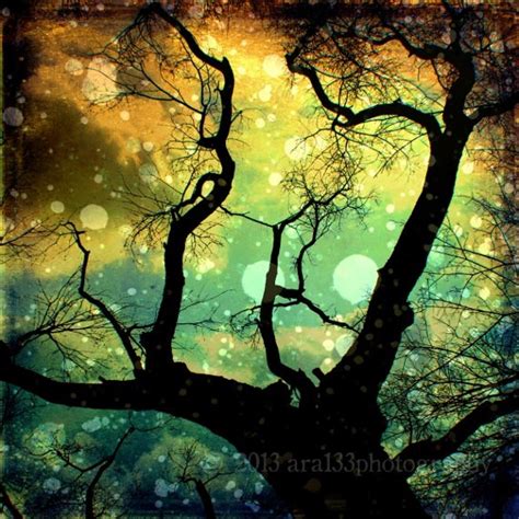 Nature Photography Tree Branches Night Sky Surreal Trees Black