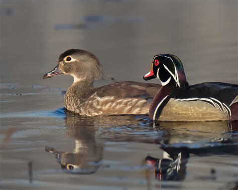 Dan Gomola Wildlife Photography Pennsylvania Wood Duck Through The