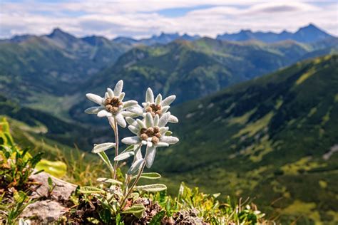 ce qu ils sont et quelles propriétés ils possèdent Conseils Beauté Santé