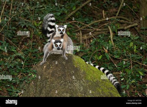 Madagascar lemur mating hi-res stock photography and images - Alamy