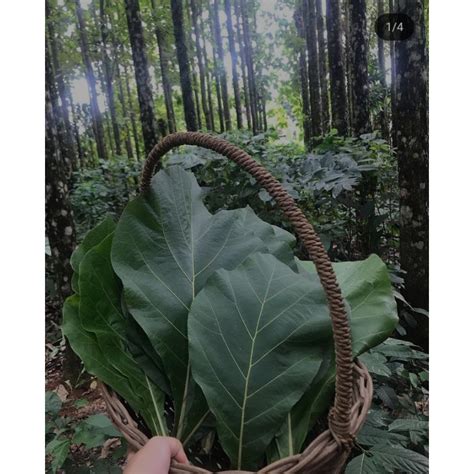 Jual Daun Jati Lembar Daun Tebal Lebar Dan Masih Segar Shopee