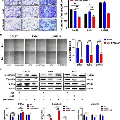 Knockdown Of Hsp Ab Inhibited The Migration Of Hnscc Cells A B