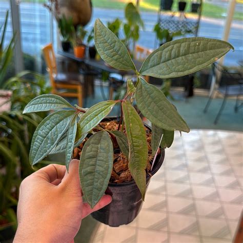 Anthurium Arisaemiodes Emerald City Orchids