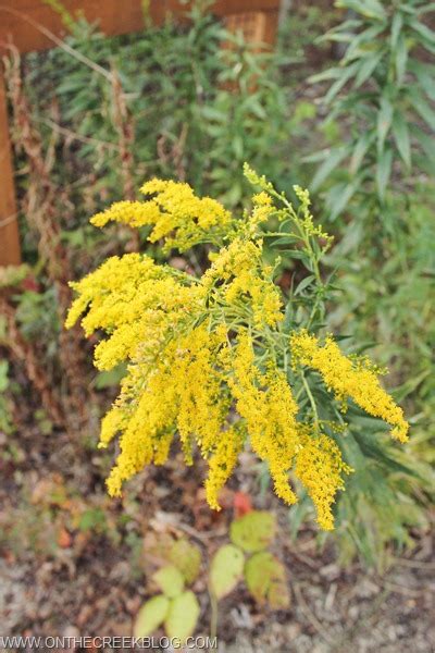 Goldenrod Flowers - on the creek blog