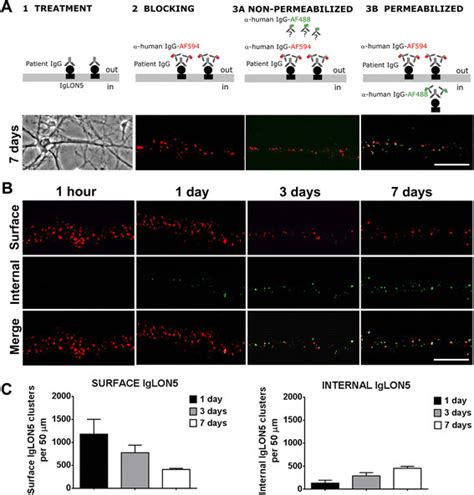 Iglon5 Antibodies Produce Internalization Of Iglon5 Clusters A Panel Download Scientific