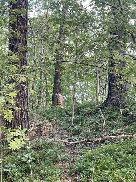 Skolbanken Djur och natur i närmiljön