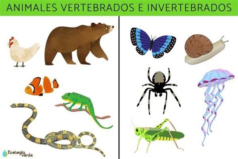 Animales vertebrados e invertebrados: características, ejemplos y diferencias - Resumen ...