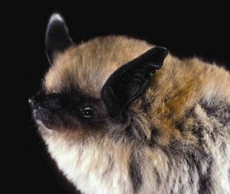 California Myotis (Myotis californicus) | Encyclopedia of Puget Sound