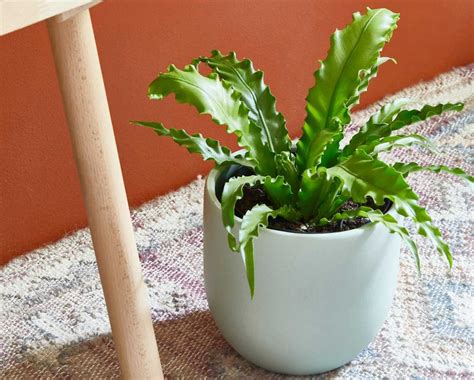 The 8 Best Small Indoor Plants - Indoor Plants