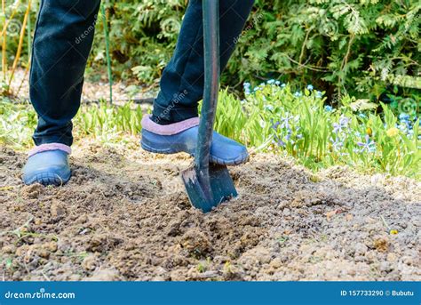 Gardener Digging the Earth Over with a Garden Spade To Cultivate the ...