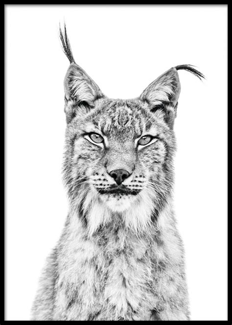 Lynx Poster Luchs Porträt Deseniode