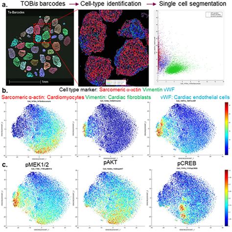 Investigating Signaling Mechanisms Of Structural Cardiotoxicity Via In