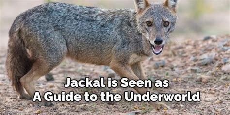 Jackal Symbolism Meaning, and Totem | Complete Guide (2022)