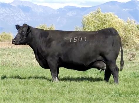 Angus Embryos For Sale Sb10 2642 Sire Buyer