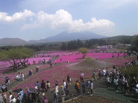 Mount Fuji during Shiba Sakura festival : r/japanpics