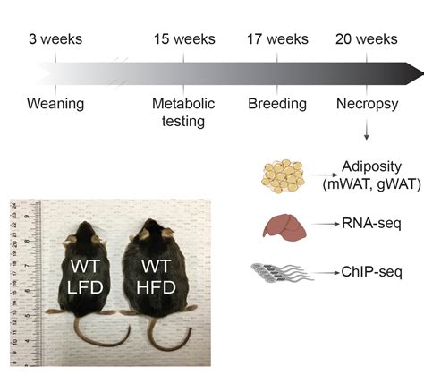 Genetic Epigenetic Interactions In Paternal Transgenerational