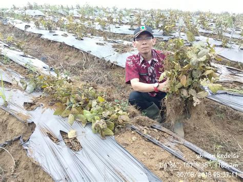 Petani Kedelai Merugi Cianjur Ekspres