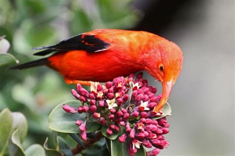 Iiwi Hawaiian Honeycreeper Feederwatch