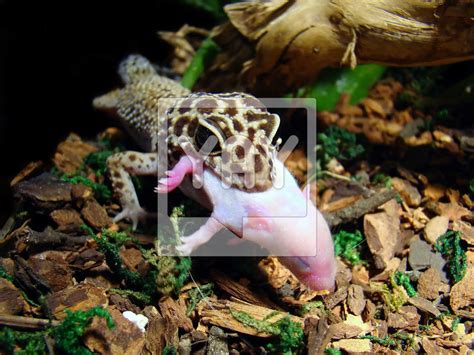 Royalty Free Image Of Leopard Gecko Eating