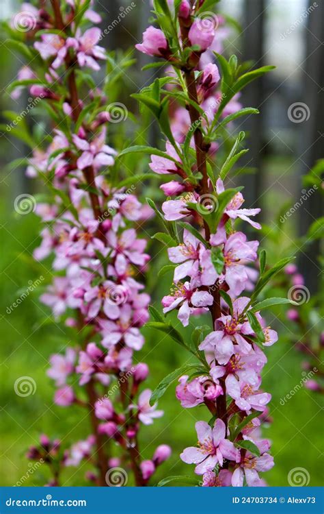 Pink jasmine flowers stock photo. Image of specificity - 24703734