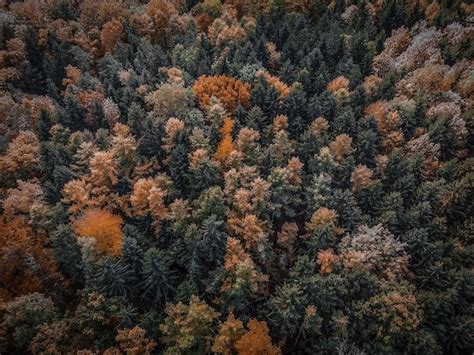 Vista De P Jaro De Un Bosque Cubierto De Rboles Con Hojas Coloridas En