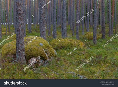 Wilderness Landscape Forest Pine Trees Moss Stock Photo 2222628273