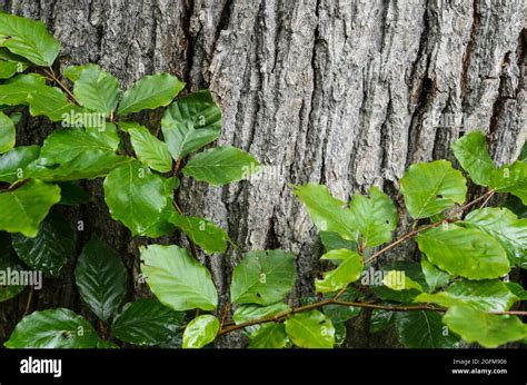 Leaves of the European beech or Common beech (Fagus sylvatica) in front ...