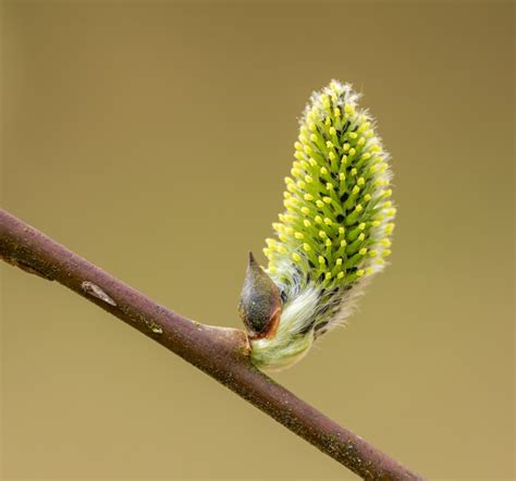 Premium Photo Catkins On Pussy Willow In Spring Detail
