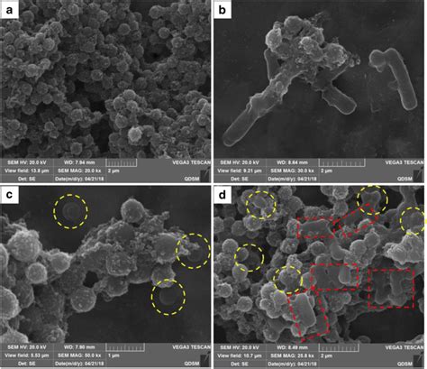 Sem Images Of The Naked Magnetic Beads A E Coli Cells Captured By