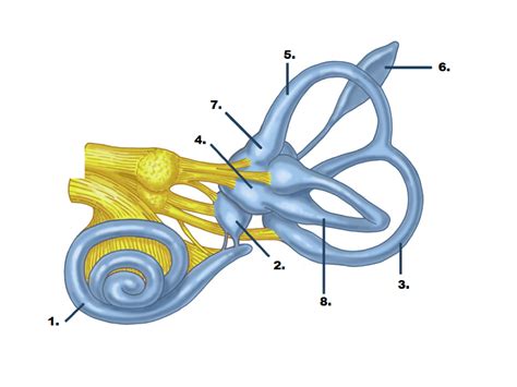 Label The Inner Ear Diagram Quizlet