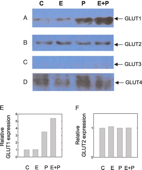 Western Blot Analysis Of Glut Expression In Control And Hormone Treated