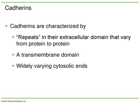 Chapter 15 Beyond The Cell Cell Adhesions Cell Junctions And