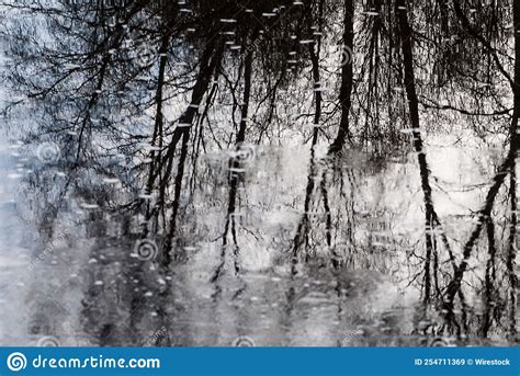 Reflection Of Tree Branches On The Frozen Water Stock Image Image Of