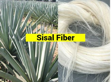 Sisal Fiber