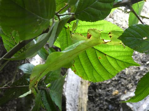 Giant walking leaf insect - ZooChat